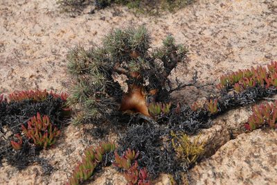 Othonna euphorbioides, photographed by Tony Rebelo
