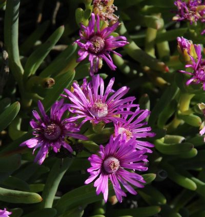 Ruschia caroli, photographed by Tony Rebelo