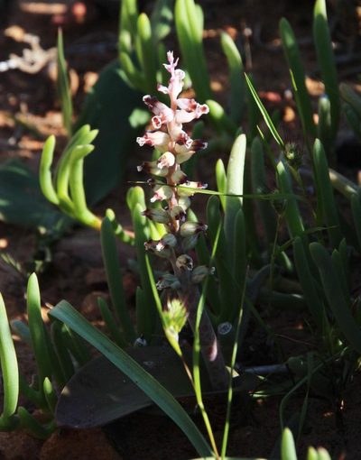Lachenalia membranacea, photographed by Tony Rebelo