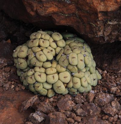 Conophytum pageae, photographed by Tony Rebelo