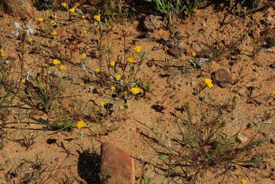 Helichrysum moeserianum, photographed by Tony Rebelo