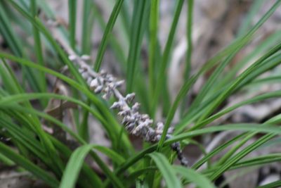Liriope muscari, photographed by Clay