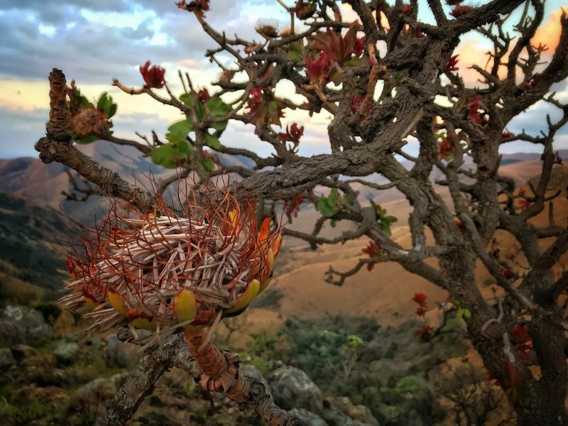 Protea comptonii, photographed by Ronald Olivier