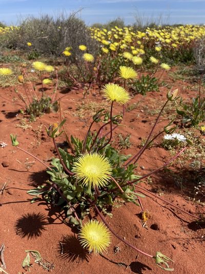 Apatesia helianthoides, photographed by Matt Berger