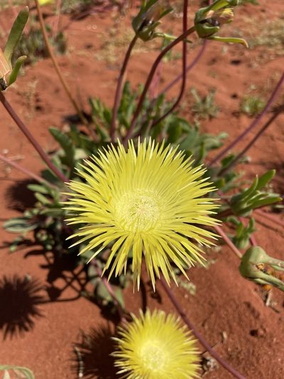 Apatesia helianthoides, photographed by Matt Berger