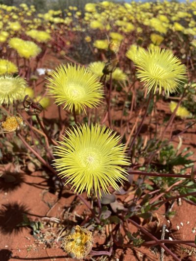 Apatesia helianthoides, photographed by Matt Berger