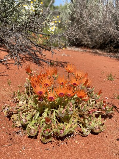 Cleretum rourkei, photographed by Matt Berger