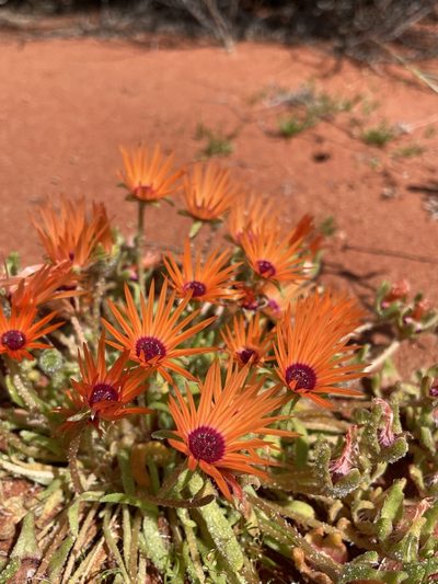 Cleretum rourkei, photographed by Matt Berger