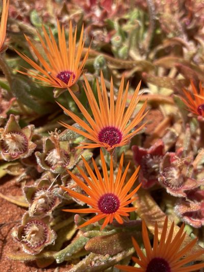 Cleretum rourkei, photographed by Matt Berger