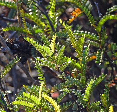 Zuccagnia punctata, photographed by Hugo Hulsberg