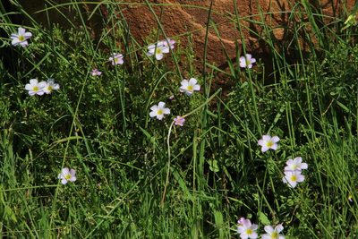 Oxalis recticaulis, photographed by Tony Rebelo