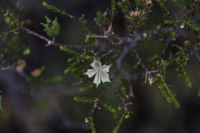 Diosma ramosissima, photographed by Tony Rebelo