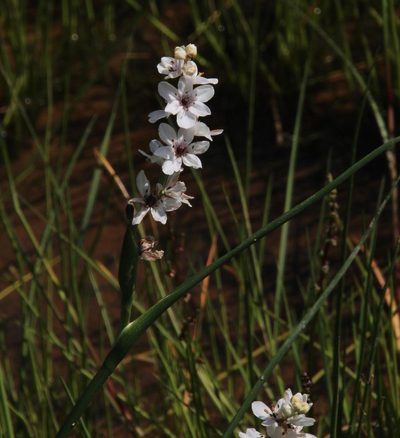 Wurmbea stricta, photographed by Tony Rebelo