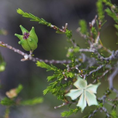 Diosma ramosissima, photographed by Tony Rebelo
