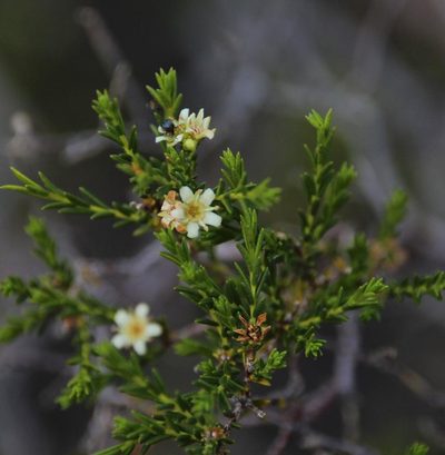 Diosma ramosissima, photographed by Tony Rebelo