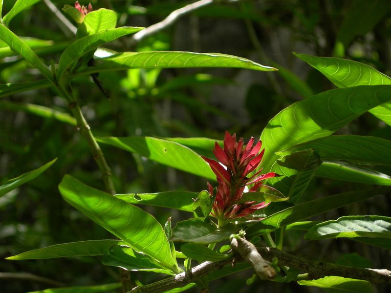 Justicia mirandae, photographed by Neptalí Ramírez Marcial