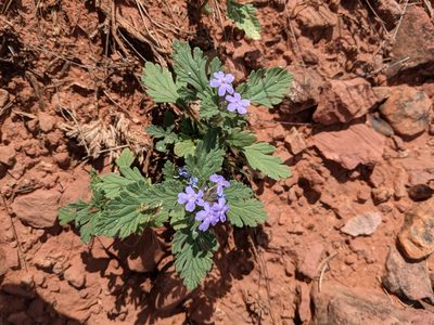 Verbena gooddingii, photographed by Alexandre Passos