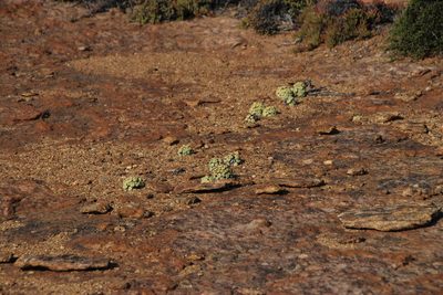 Conophytum pageae, photographed by Tony Rebelo