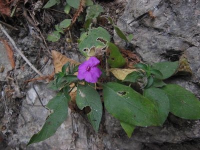 Ruellia matagalpae, photographed by Neptalí Ramírez Marcial