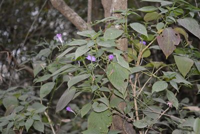 Ruellia matagalpae, photographed by Neptalí Ramírez Marcial