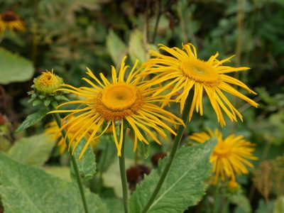 Telekia speciosa, photographed by Johan Kjær Prehn