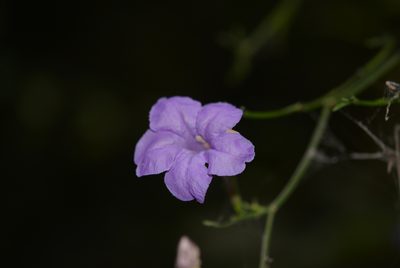 Ruellia matagalpae, photographed by Neptalí Ramírez Marcial