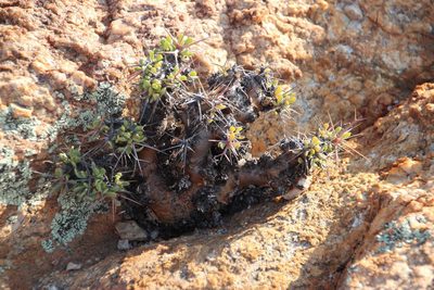 Othonna euphorbioides, photographed by Tony Rebelo