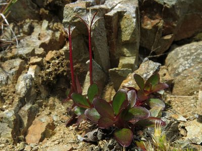 Epilobium crassum, photographed by John Barkla