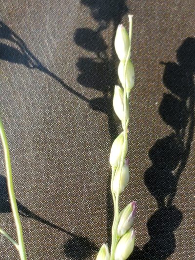 Panicum coloratum, photographed by Jo Roberts