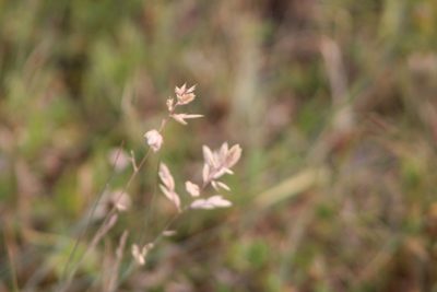 Eragrostis secundiflora, photographed by Clay