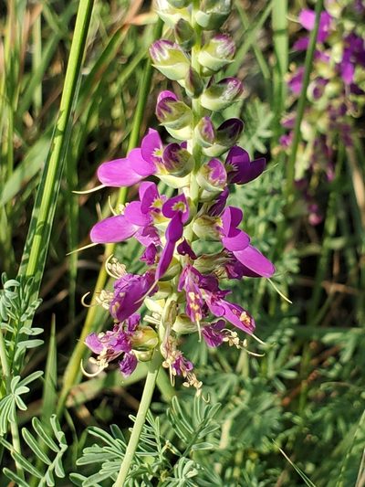 Dalea lasiathera, photographed by Jo Roberts
