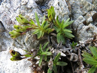 Veronica colostylis, photographed by John Barkla