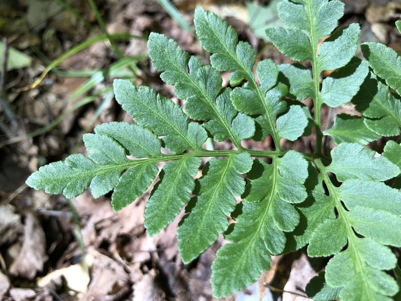 Sceptridium oneidense, photographed by photosynthetic