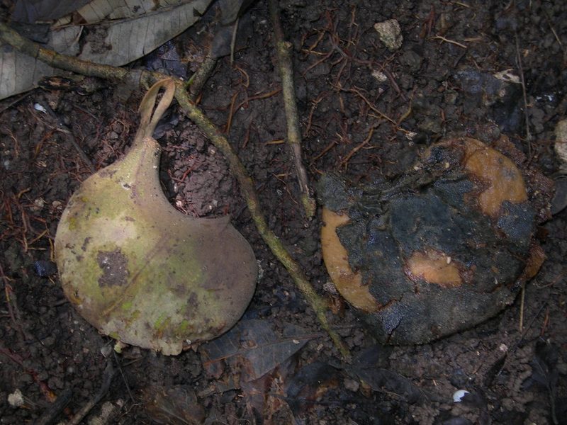 Aspidosperma megalocarpon, photographed by Neptalí Ramírez Marcial