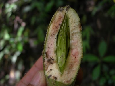 Aspidosperma megalocarpon, photographed by Neptalí Ramírez Marcial