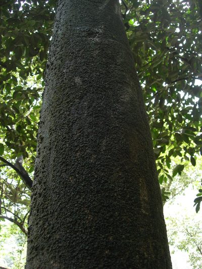 Aspidosperma megalocarpon, photographed by Neptalí Ramírez Marcial
