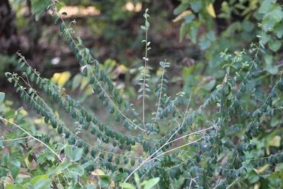 Ligustrum quihoui, photographed by Clay