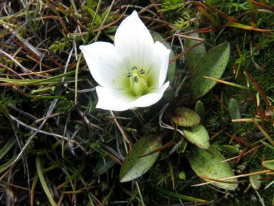 Gentianella amabilis, photographed by John Barkla