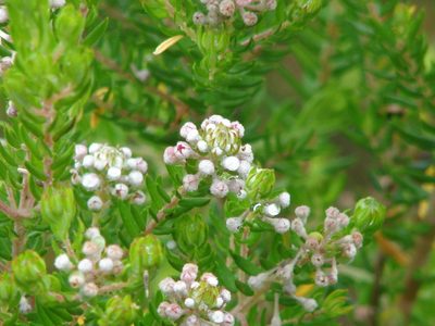 Phylica pinea, photographed by Shaun Swanepoel