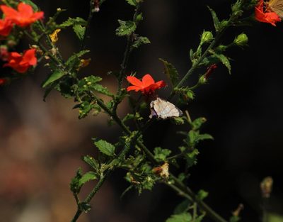 Hibiscus praeteritus, photographed by Robert Taylor