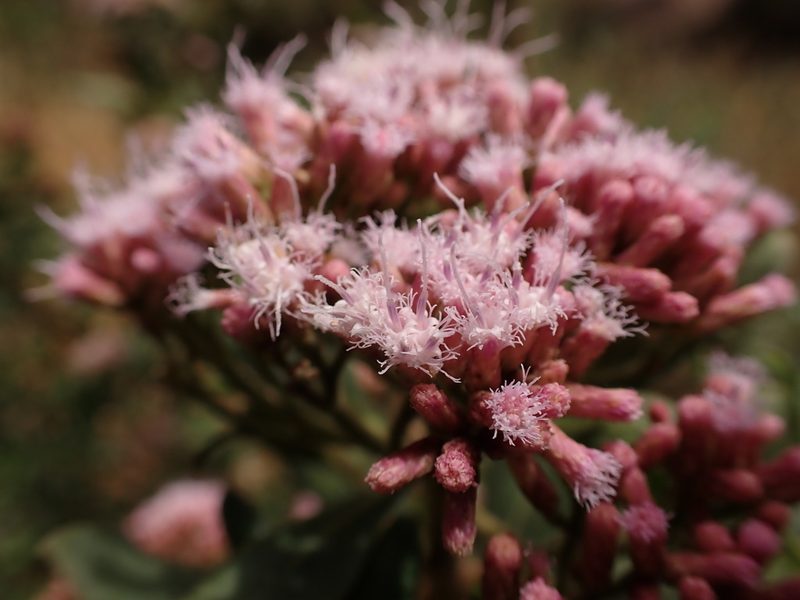 Pluchea zamalloae, photographed by Skjold Søndergaard