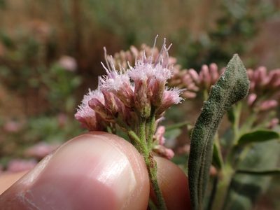 Pluchea zamalloae, photographed by Skjold Søndergaard