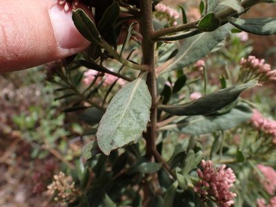 Pluchea zamalloae, photographed by Skjold Søndergaard