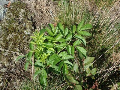Aralia hispida, photographed by Lynn Harper