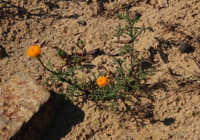 Oncosiphon grandiflorus, photographed by Tony Rebelo