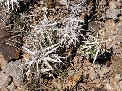 Grusonia clavata, photographed by Craig Martin