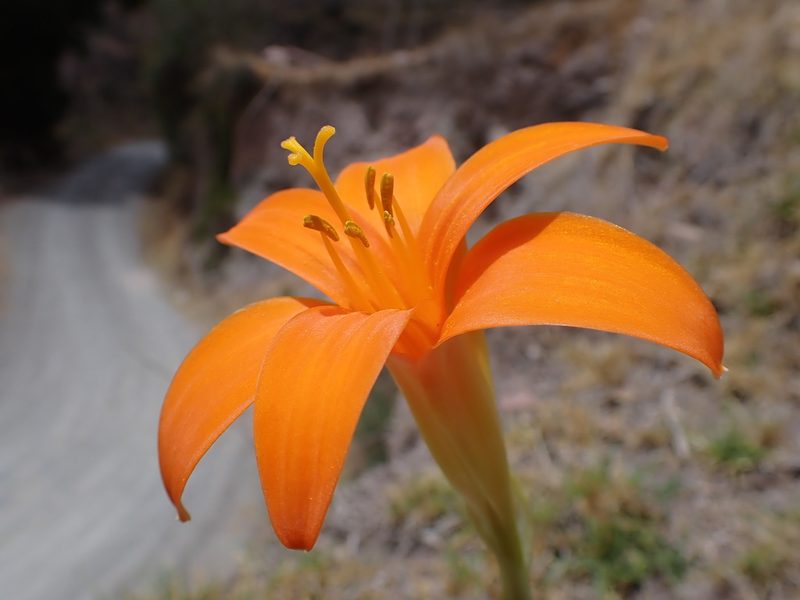 Pyrolirion tubiflorum, photographed by Skjold Søndergaard