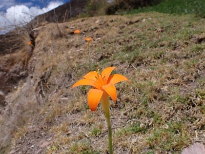 Pyrolirion tubiflorum, photographed by Skjold Søndergaard