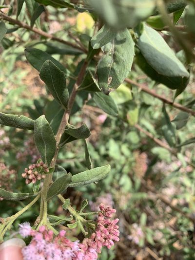 Pluchea zamalloae, photographed by Line Juul Nielsen