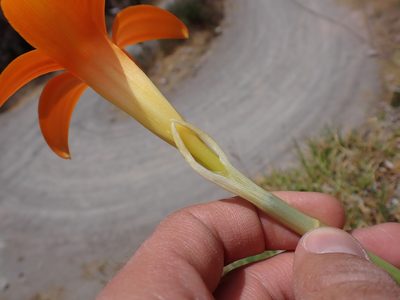 Pyrolirion tubiflorum, photographed by Skjold Søndergaard